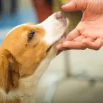 Can dogs love?