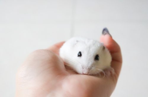 Can hamsters be given cotton wool?