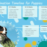 Can I feed my puppy before vaccination?