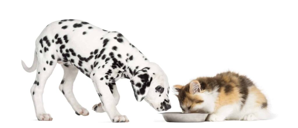 Can I feed my puppy cat food?