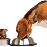 Can I feed my puppy cat food?