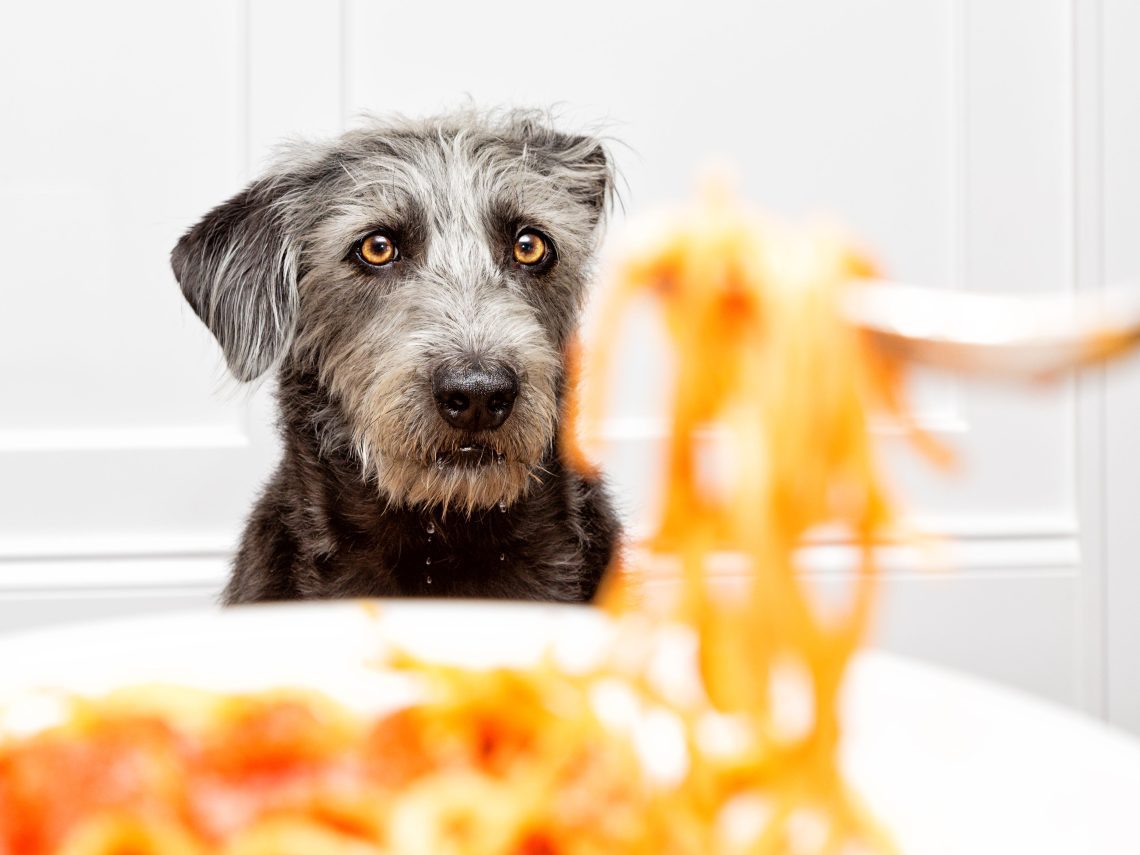 Can I feed my puppy pasta?