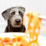 Can I feed my puppy pasta?