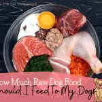 Can I feed my puppy raw meat?