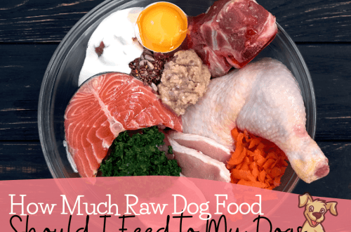 Can I feed my puppy raw meat?