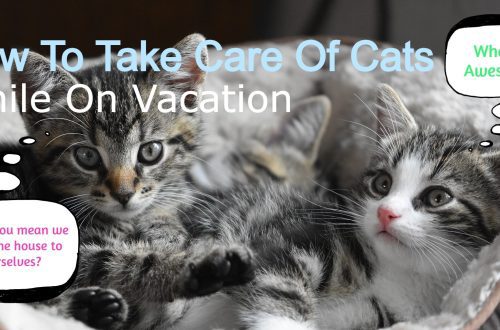 Can I leave my cat on vacation?