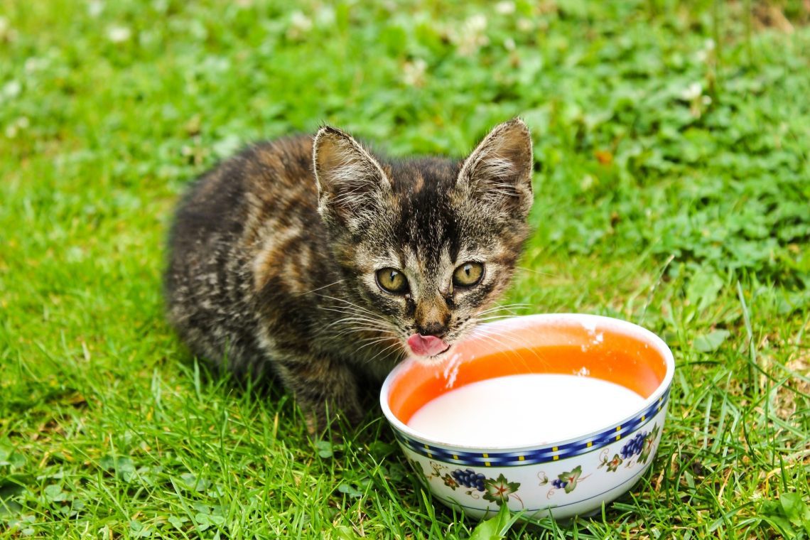 Kas kassipojad saavad piima? Vastused ja soovitused