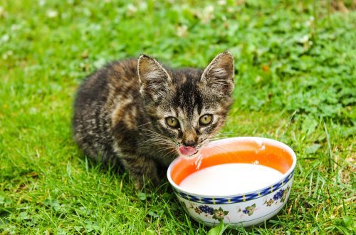 Can kittens have milk? Answers and recommendations
