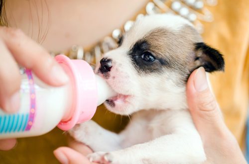 Can newborn puppies be fed infant formula?