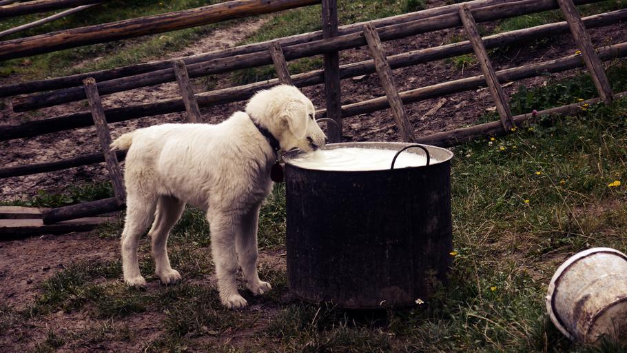 Can puppies be fed cows milk?