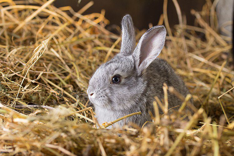 Can rabbits be fed grass?
