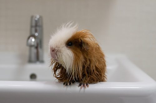 Can you bathe a guinea pig?