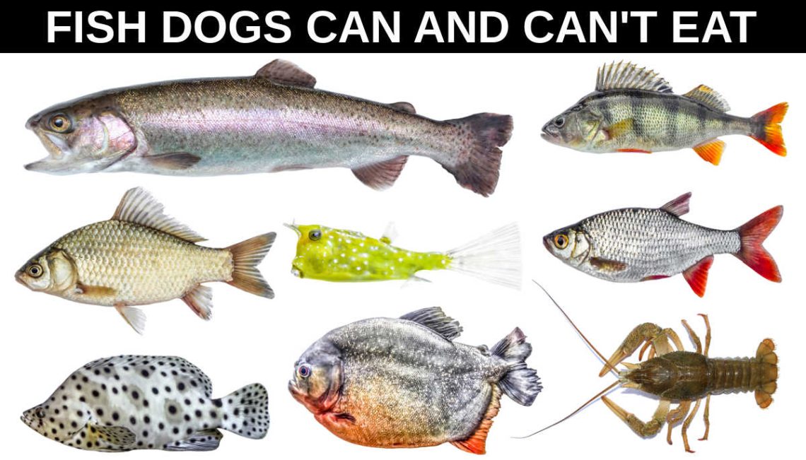 Tudod etetni a kutyádat halakkal?