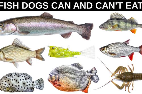 Možete li hraniti svog psa ribom?