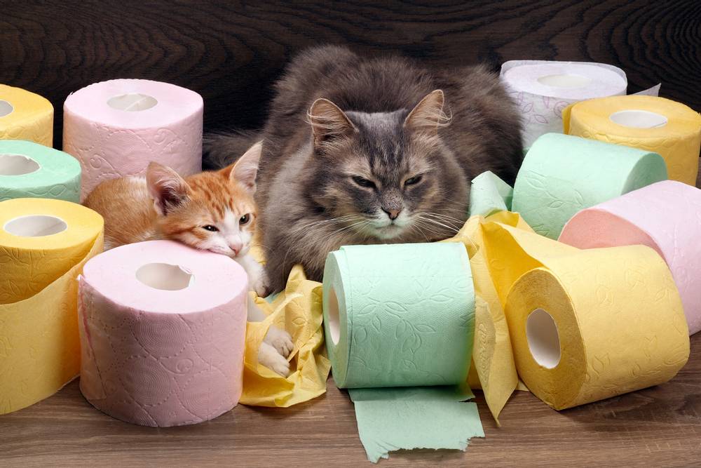 Can you flush cat litter down the toilet?
