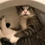 Can you flush cat litter down the toilet?