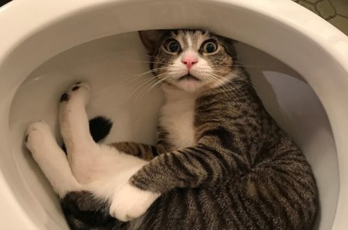 Can you flush cat litter down the toilet?