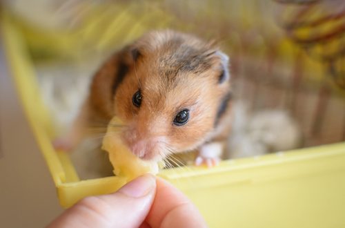Can you walk a hamster?
