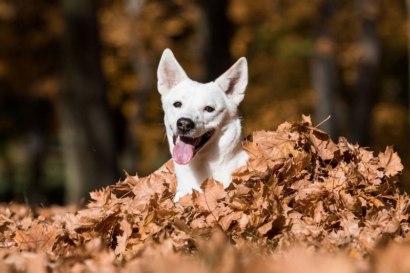 Canaan Dog in the leaves