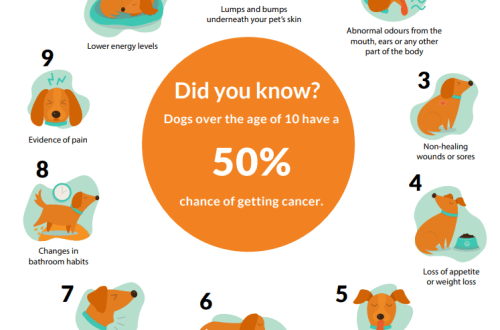 Vähk koertel: onkoloogia tunnused ja ravi