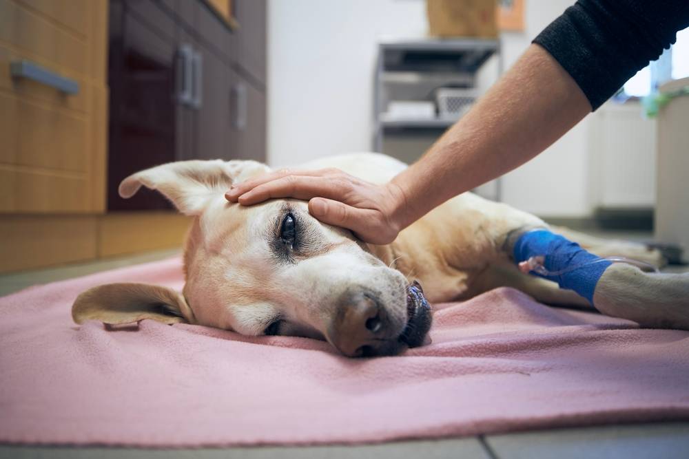 Cancer in dogs: signs of oncology and treatment