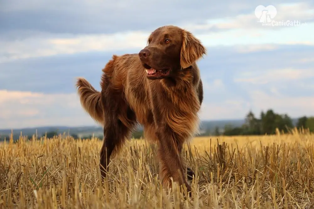 Brown Flat Coated Retriever