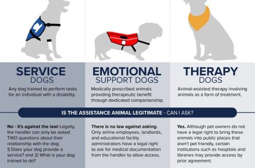 Canistherapy: how are therapy dogs trained?