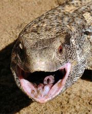 Cape monitor lizard