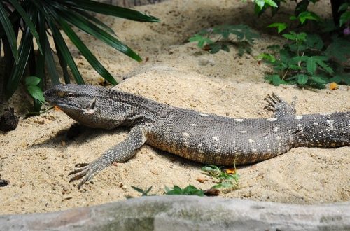Cape monitor lizard: maintenance and care at home