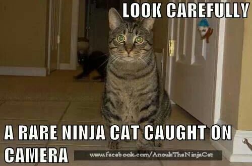 Hoolikalt! Catninja!
