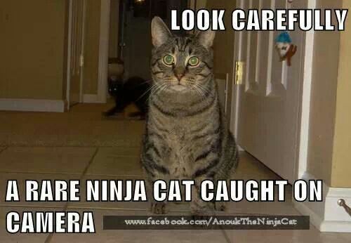 Carefully! Catninja!