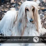 Caring for a long haired dog