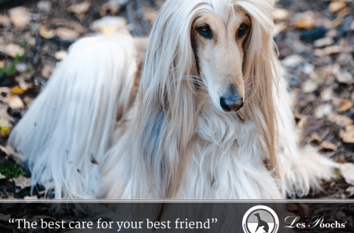 Caring for a long haired dog