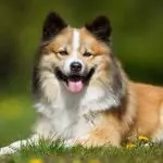 Caring for a Nordic Coated Dog