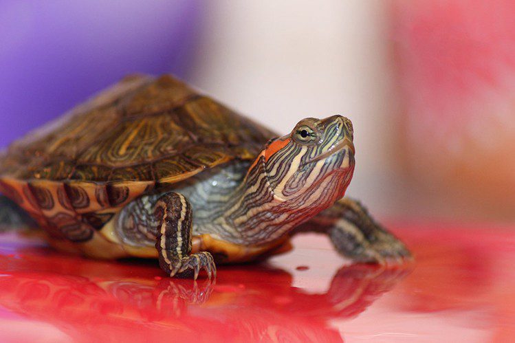 Caring for the red-eared turtle