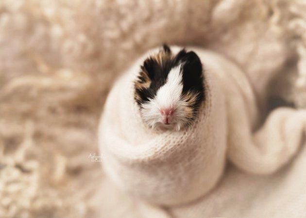 Caring for weak baby guinea pigs
