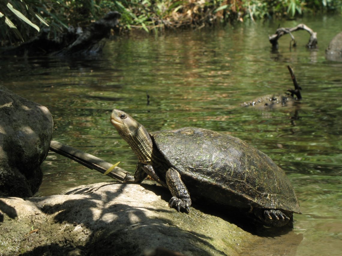 Caspian tortoise