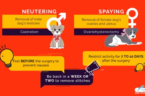Castration of dogs: pros and cons