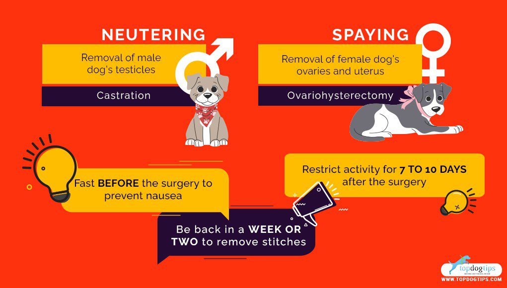Castration of dogs: pros and cons