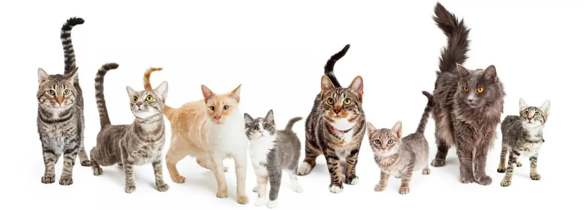 Cat Breeds