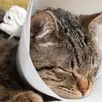 cat after surgery