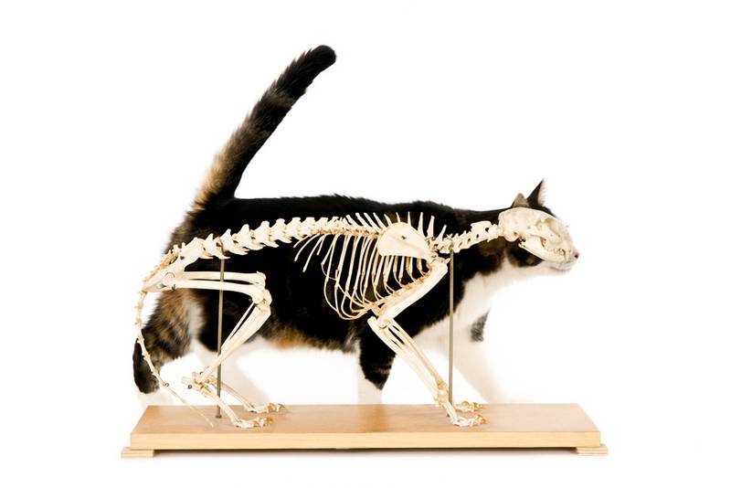 Cat anatomy