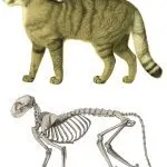 Cat anatomy