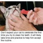 Cat breath odor: causes and what to do