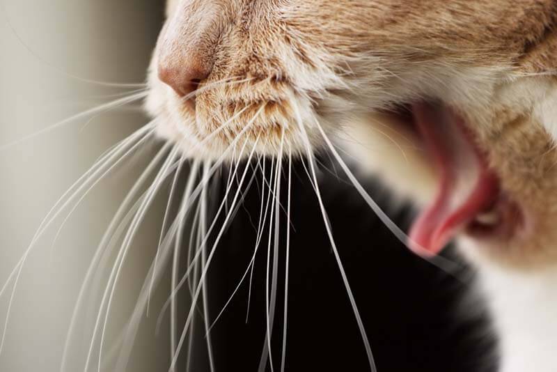 Cat breath odor: causes and what to do