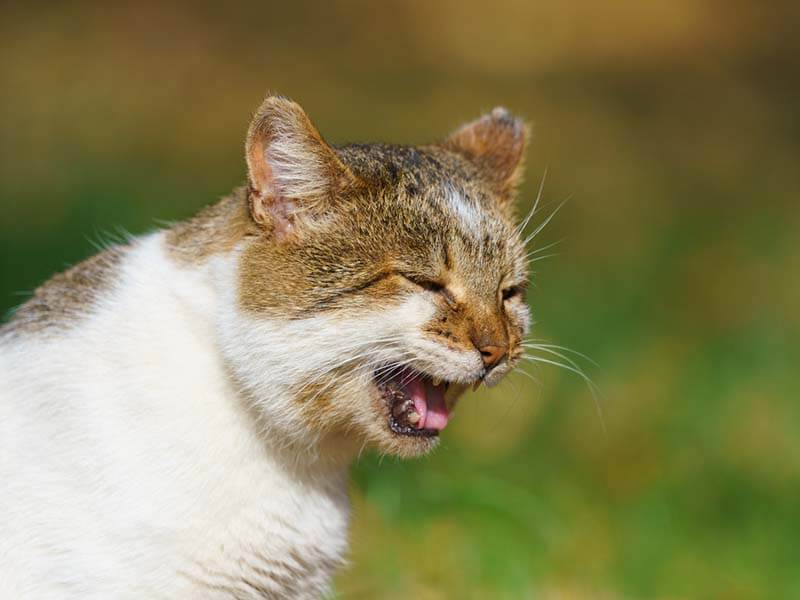 Cat breath odor: causes and what to do