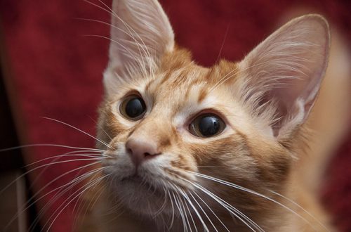 Cat breeds that do not cause allergies