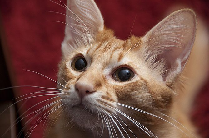 Olyan macskafajták, amelyek nem okoznak allergiát