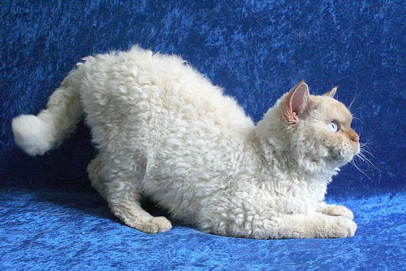 Cat breeds with short legs
