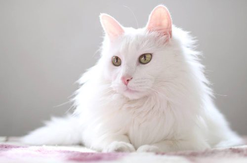 Cat breeds with white hair